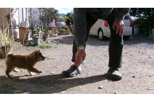 成約済の佐賀県の豆柴-358895の2枚目